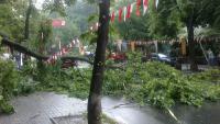 Ураган в Сочи повалил 160 деревьев